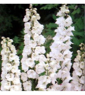 Delphinium Galahad In Vaso