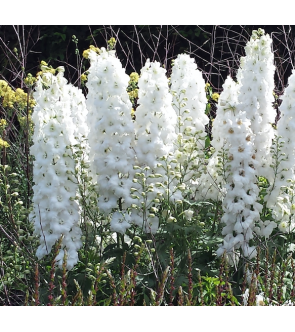 Delphinium Magic Fountain Bianco In Vaso