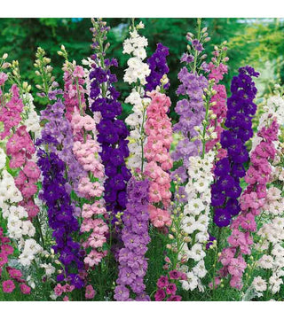 Delphinium Magic Fountain Miscuglio