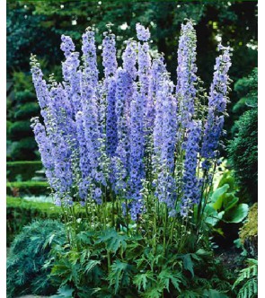 Delphinium Summer Skies In Vaso