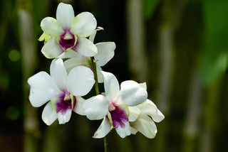 Dendrobium