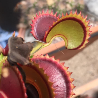 Dionaea muscipula ‘Dracula’
