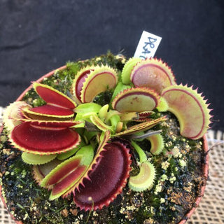 Dionaea muscipula ‘Dracula’