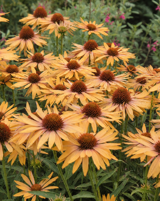 ECHINACEA "BIG KAHUNA"
