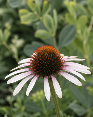 ECHINACEA "PINK TIP"