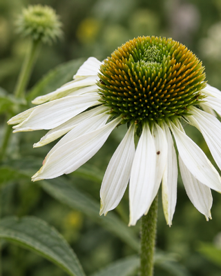 ECHINACEA PURPUREA "ALBA"