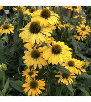 Echinacea Purpurea Mellow Yellows