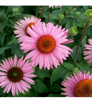 Echinacea Purpurea Ruby Giant