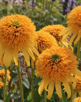 ECHINACEA "SECRET GLOW"