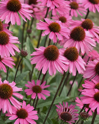 ECHINACEA "SENSATION PINK"
