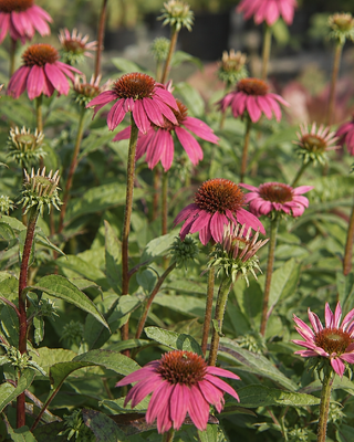 ECHINACEA "WILD BERRY"