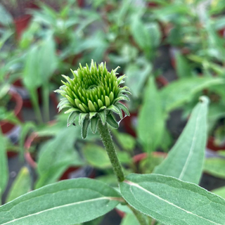 Echinacea
