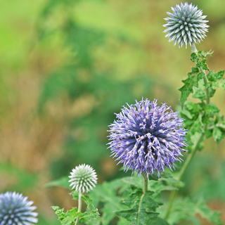 Echinops a fiore blu