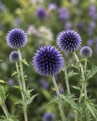 ECHINOPS RITRO