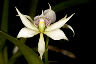 Epidendrum