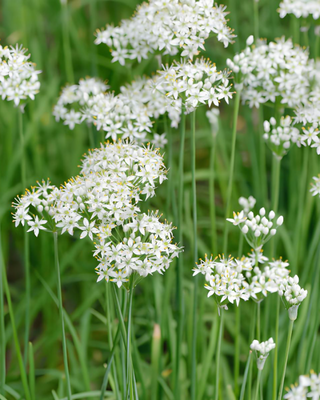 ERBA AGLINA O AGLIO CINESE