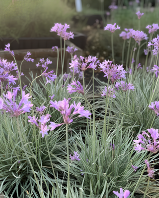 ERBA AGLIO VARIEGATA