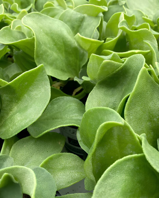 ERBA CRISTALLINA O FICOIDE GLACIALE