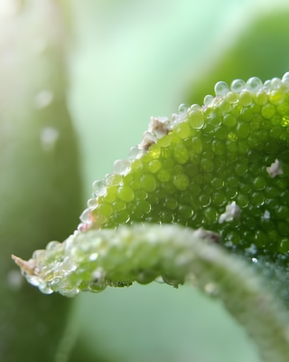 ERBA CRISTALLINA O FICOIDE GLACIALE