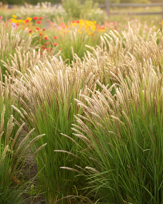 ERBA DEL BISONTE O ERBA AVENA