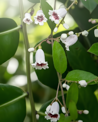 ERBA FORMAGGIO O ERBA CAMEMBERT