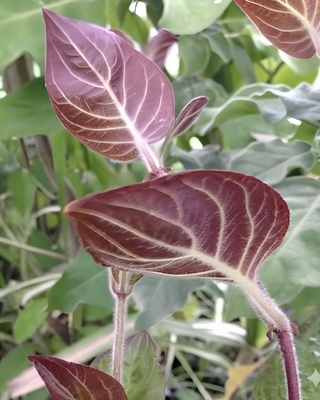 ERBA FORMAGGIO O ERBA CAMEMBERT
