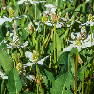 Yerba mansa o erba pesce