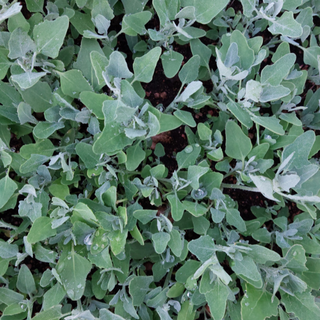 Erba sale