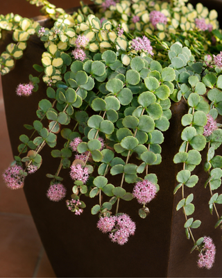 SEDUM SIEBOLDII (ERBA TERESINA)