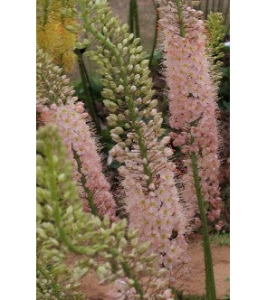Eremurus Foxtrot