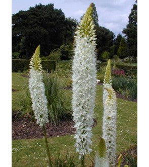 Eremurus Himalaicus