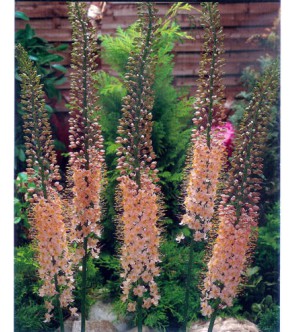 Eremurus Robustus