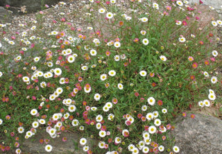 Erigeron karviskianus