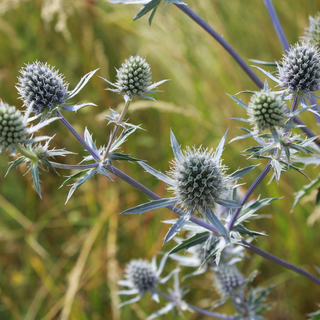 Eryngium blu