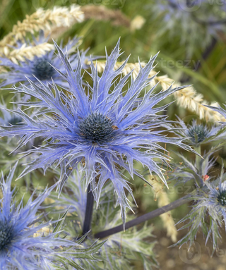 Eryngium Alpinum Blue Star