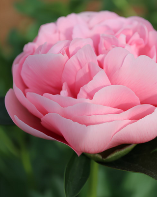 PEONIA ETCHED SALMON