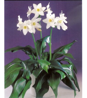 Eucharis Amazonica Grandiflora
