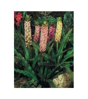 Eucomis Comosa Syn Punctata