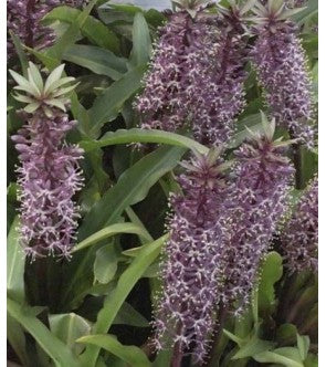 Eucomis Comosa Twinkle Stars