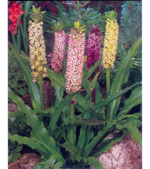 Eucomis Punctata (Syn. Comosa)