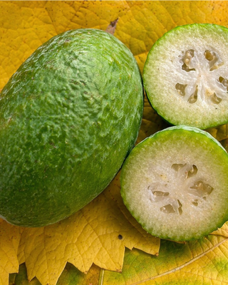 PIANTA DI FEIJOA "ACCA SELLOWIANA"