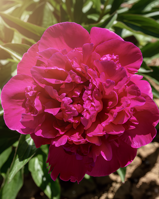 PEONIA FELIX CROUSSE