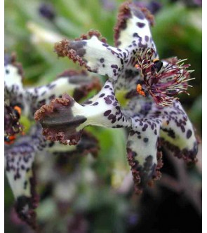 Ferraria Crispa