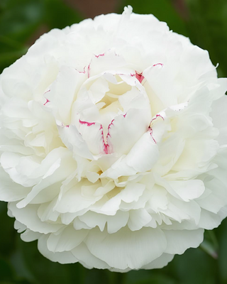 PEONIA FESTIVA MAXIMA