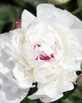 PEONIA FESTIVA MAXIMA