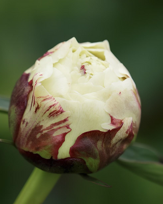 PEONIA FESTIVA MAXIMA