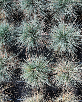 FESTUCA GLAUCA "SUNRISE"