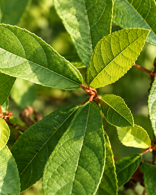 FICUS TIKOUA