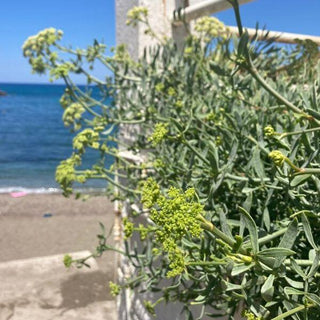 Finocchio marino
