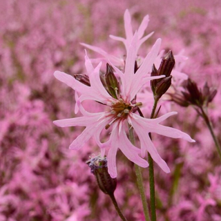 Fiore di cuculo